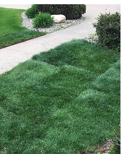 Freshly Laid Sod
